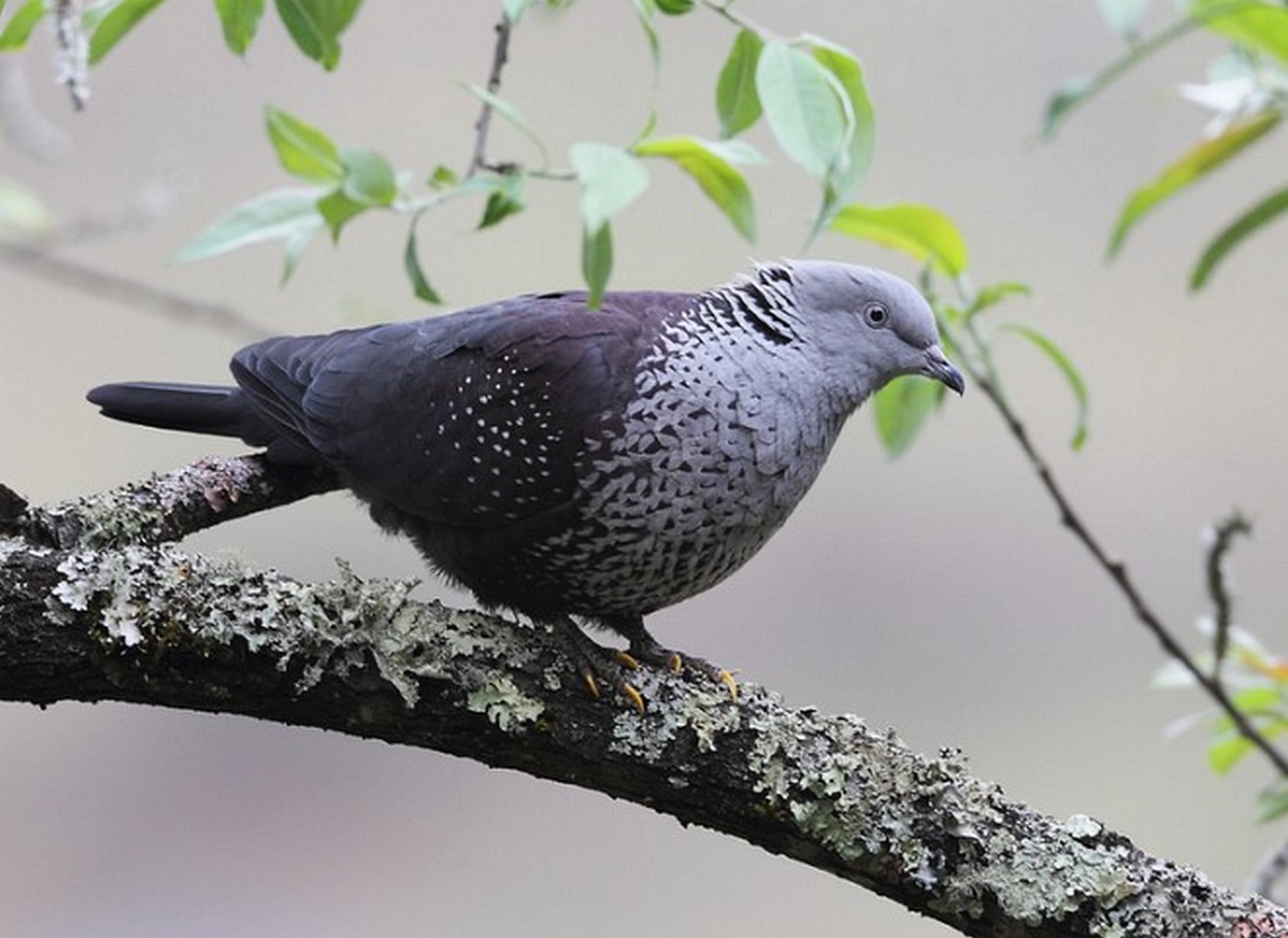 speckled ashy wood pigeons