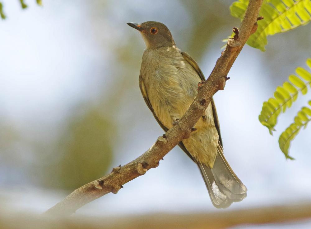 spectacled bulbul