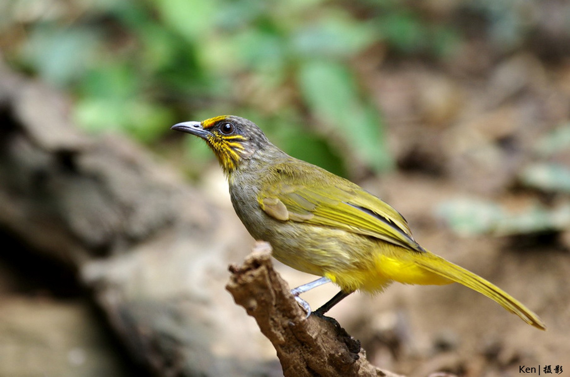 streaked bulbul