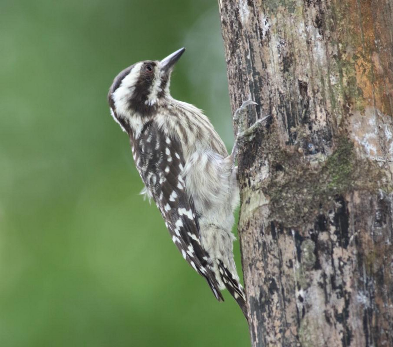 sunda pygmy woodpecker