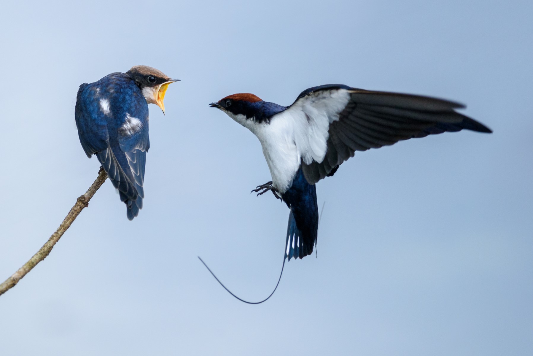 swallows