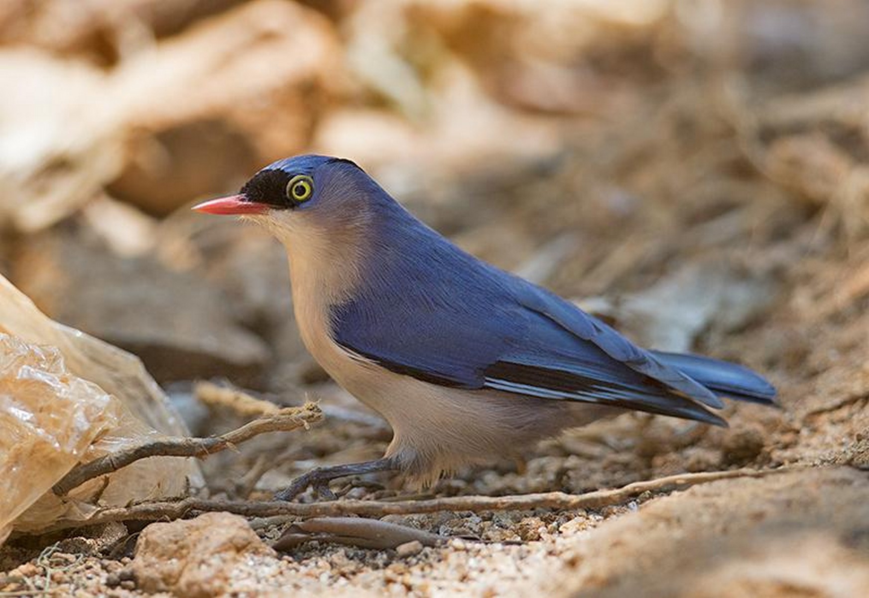 velvet fronted nuthatch