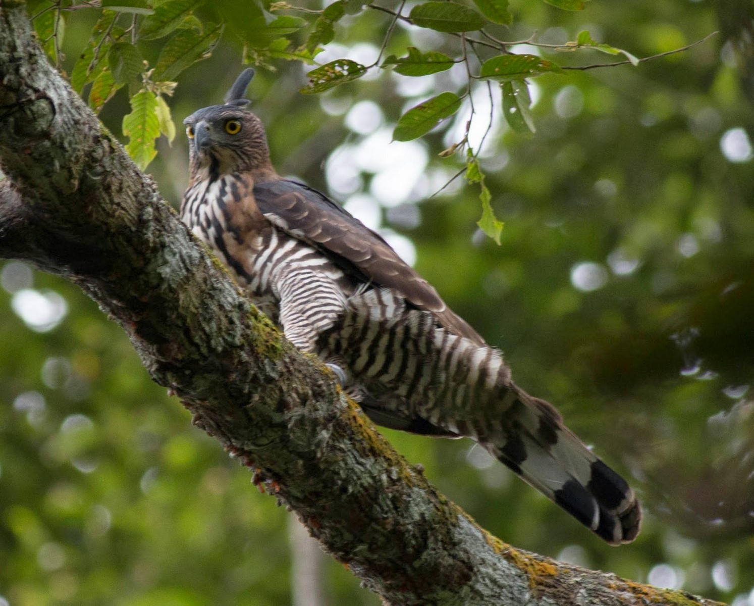 wallace's hawk eagle