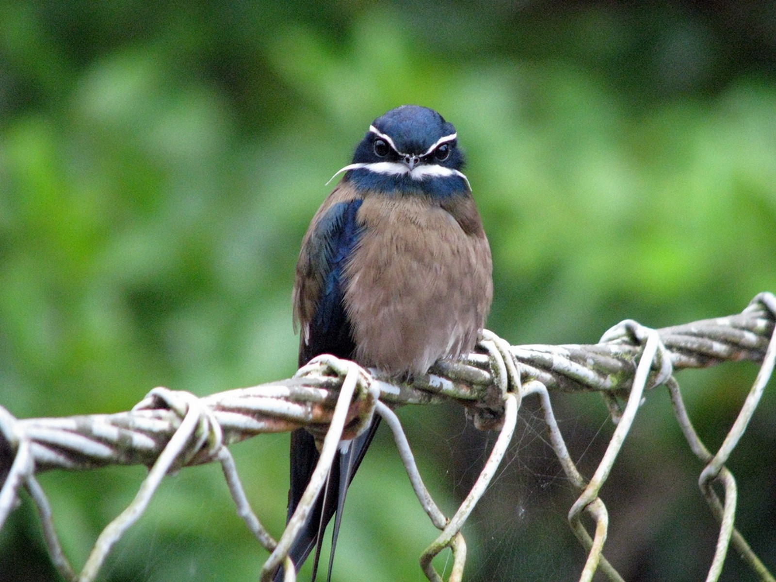 whiskered treeswift