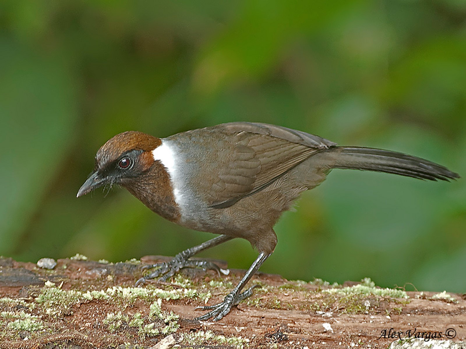 white necked laughibgthrush