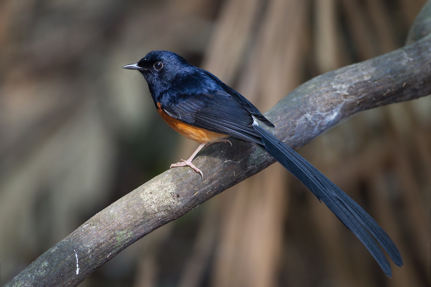 white rumped shama