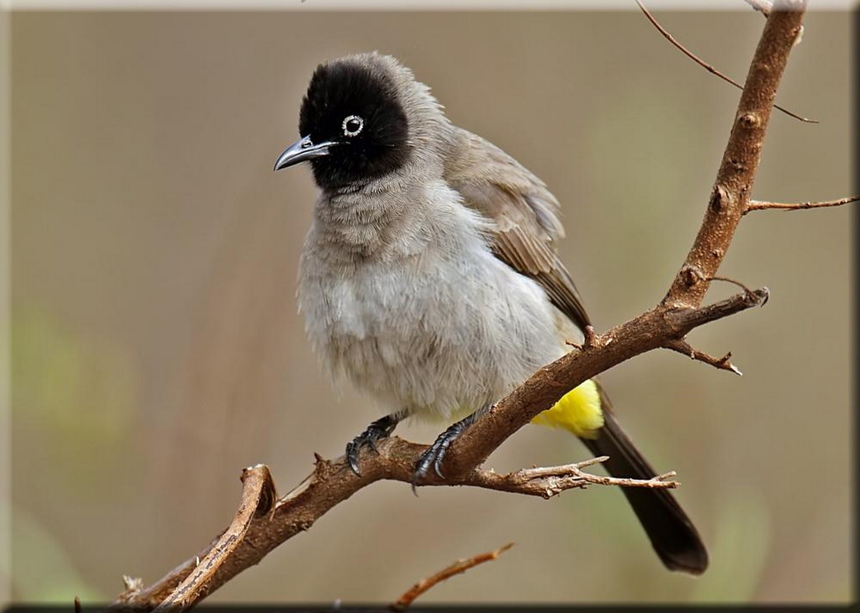 white spectacled bulbul