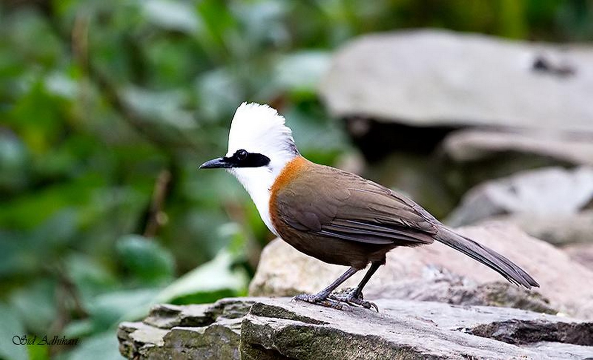 white crested laughingthrush