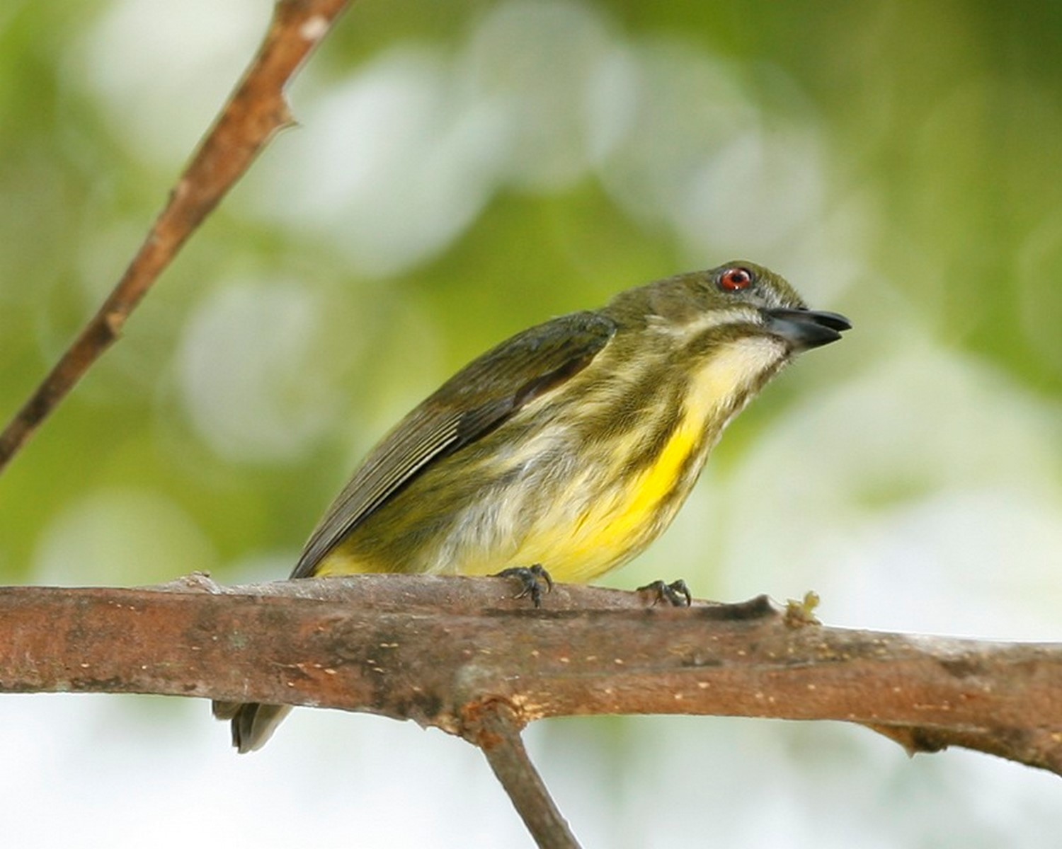 yellow breasted flowerpecker