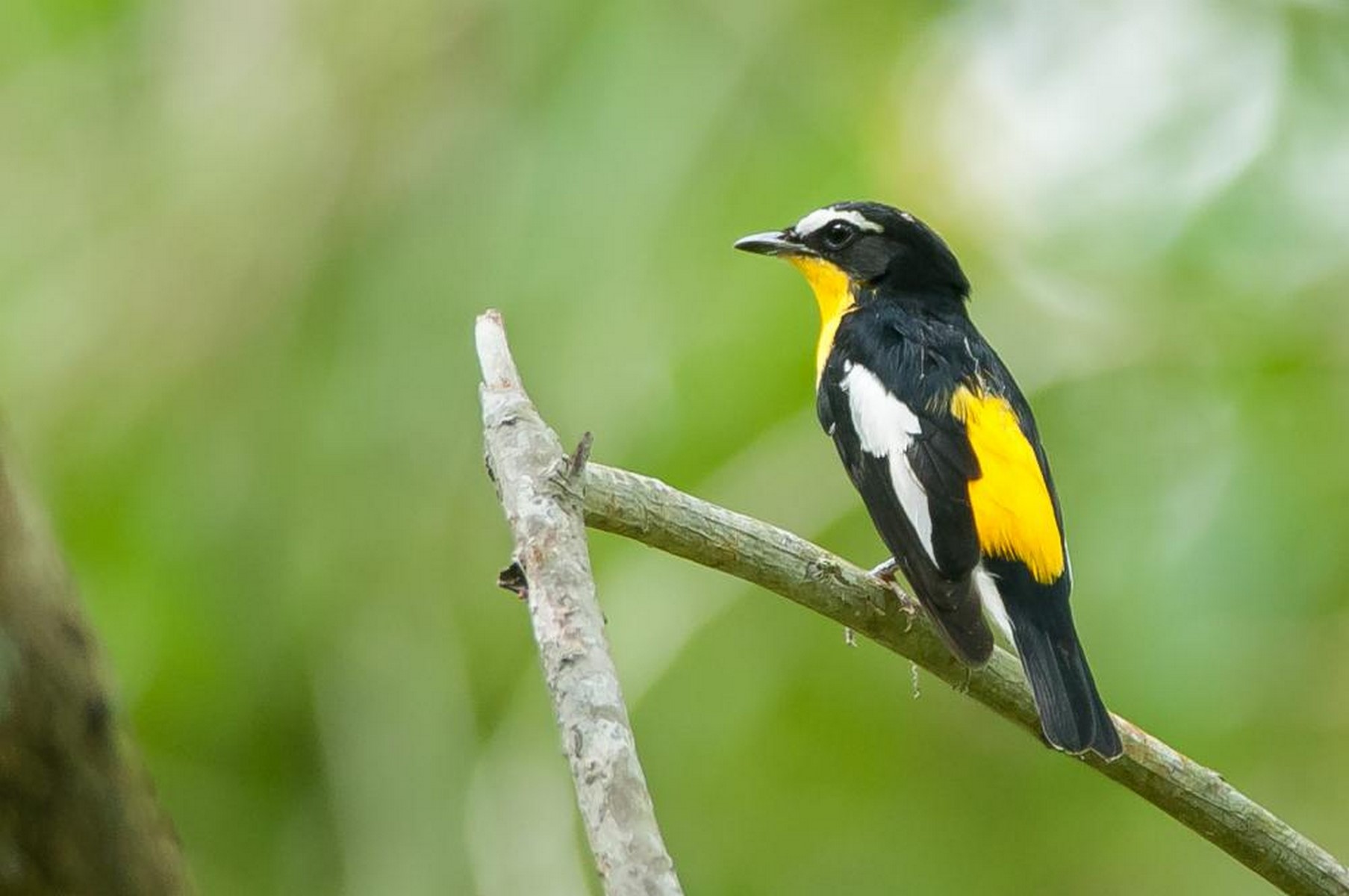 yellow rumped flycatcher