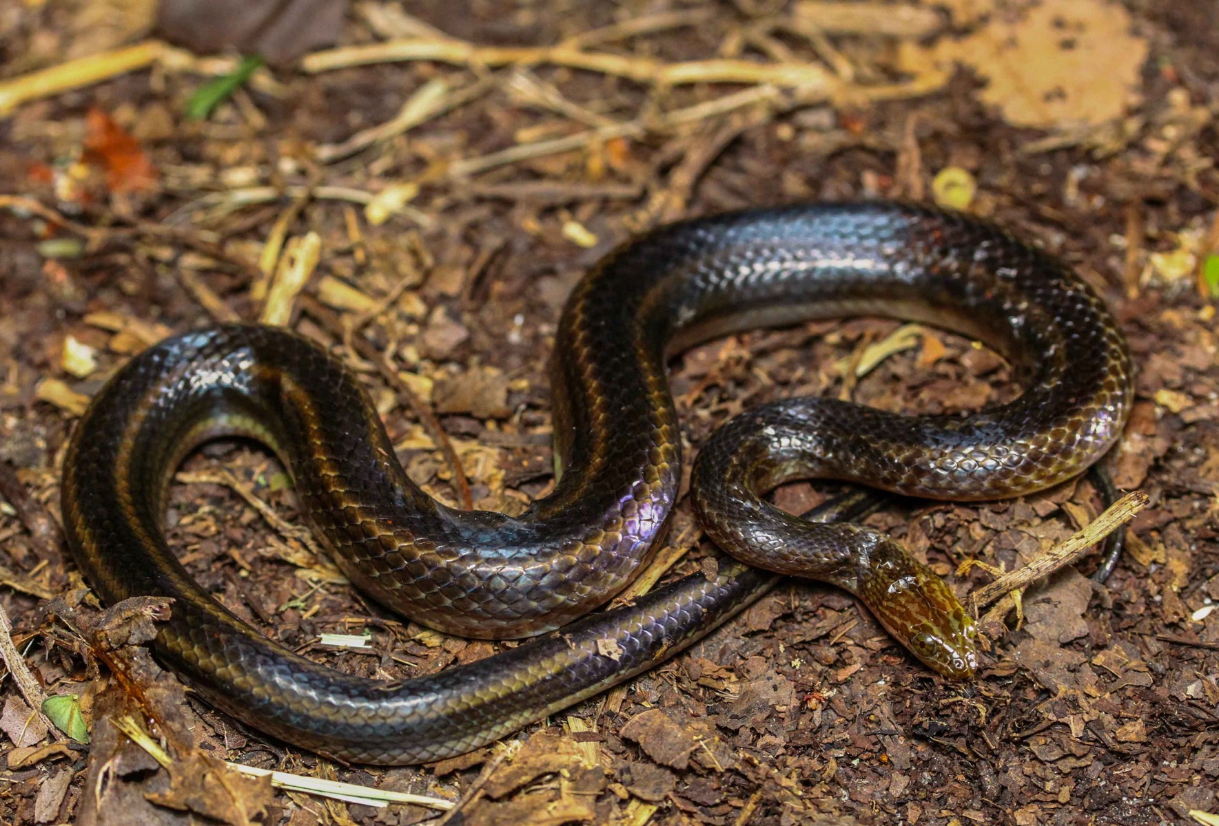 Rainbow water snake