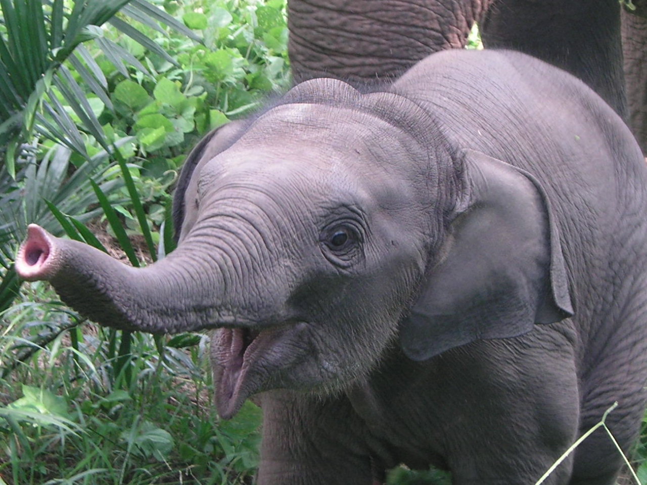Benja baby elefant Krabi