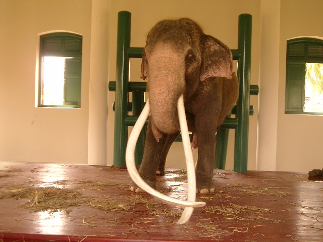 Phra Sawet Krabi elefanten