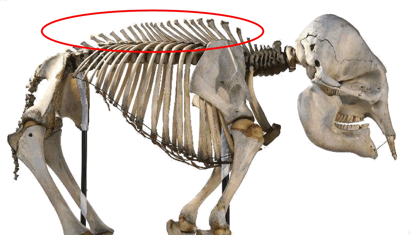 Elefant skelet med cirkel6