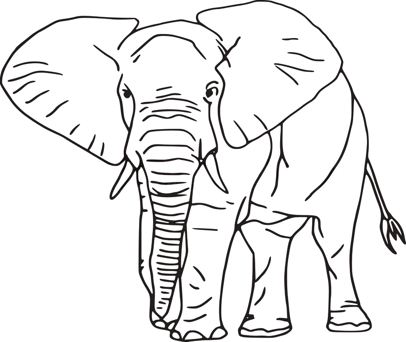 elefant