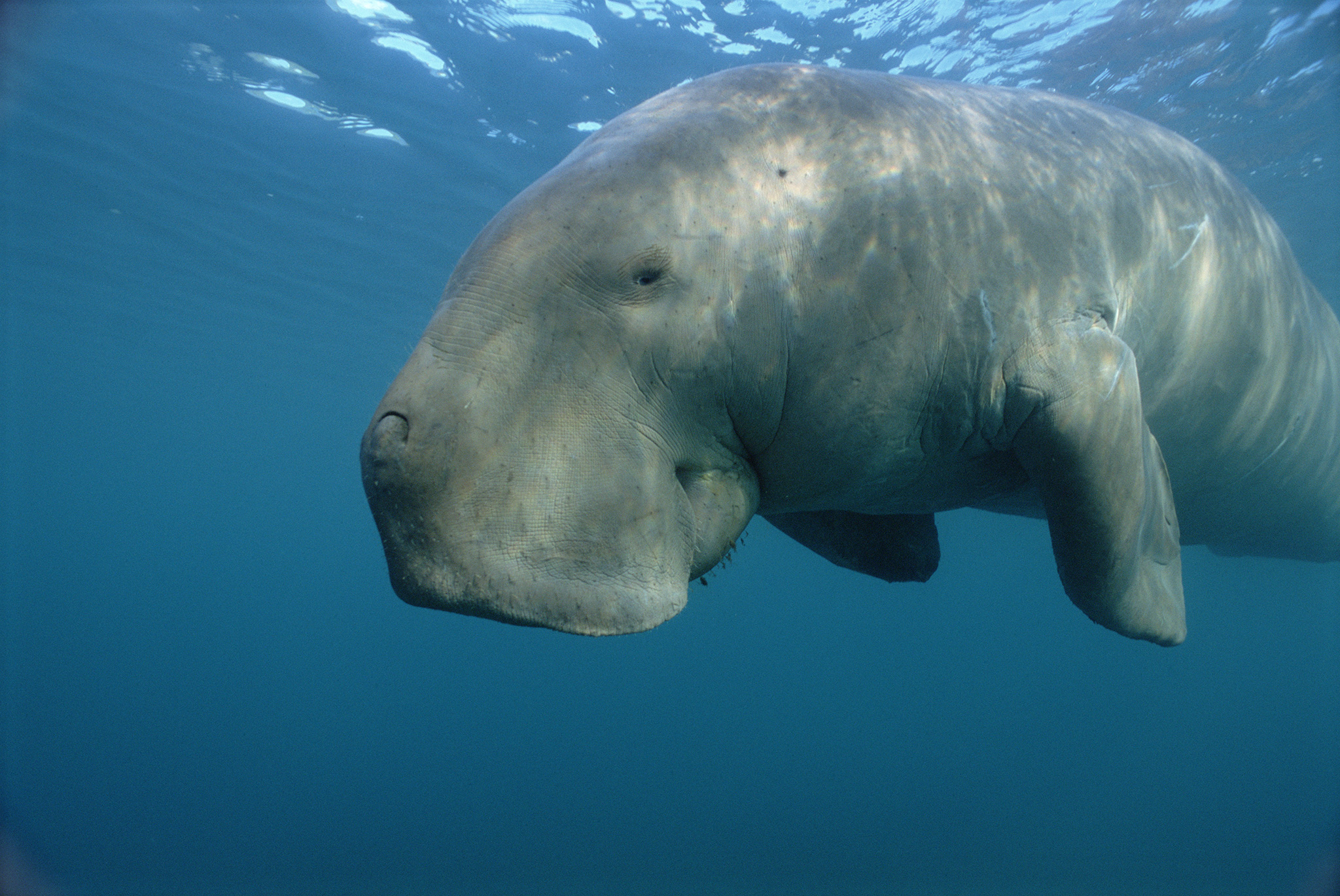 dugong