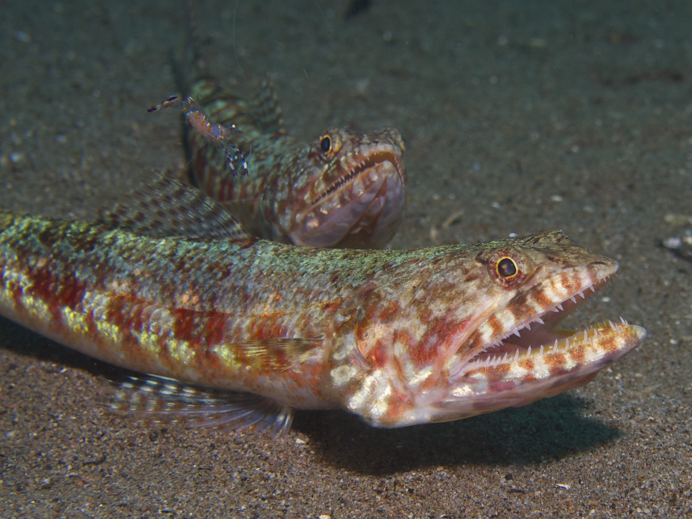 Lizardfish