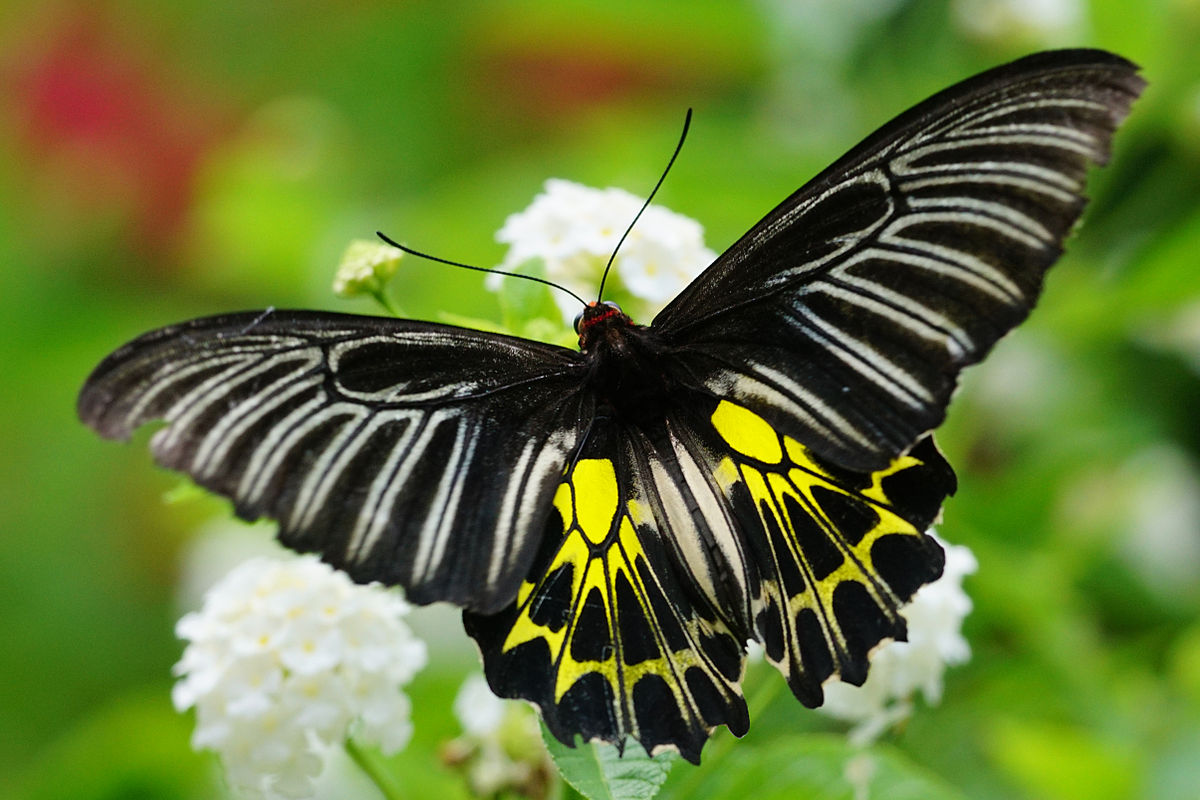 Troides aeacus thomsoni