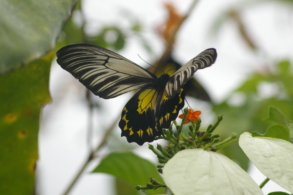 Troides amphrysus ruficollis