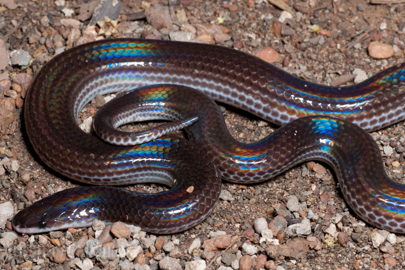 iridescent earth snake