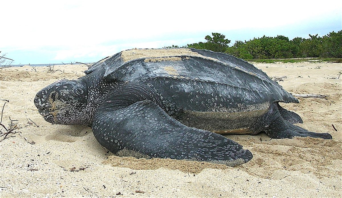 Leatherback sea turtle Tinglar, USVI (5839996547)