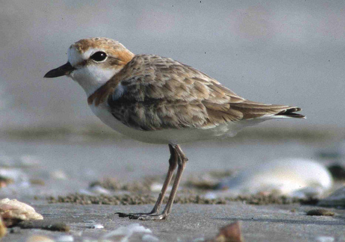 malaysian plover