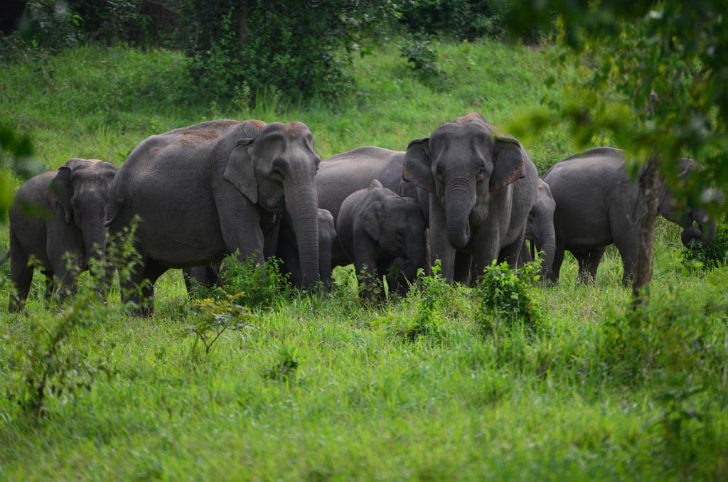 wild elephants in kui buri national park thailand