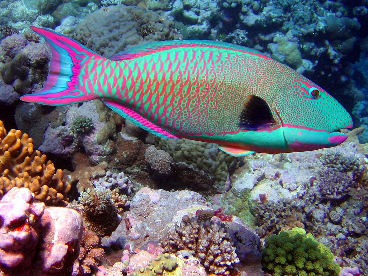 Bicolor parrotfishWB