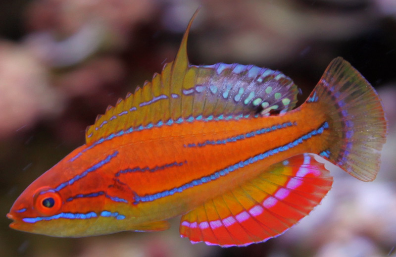 McCoskers Wrasse