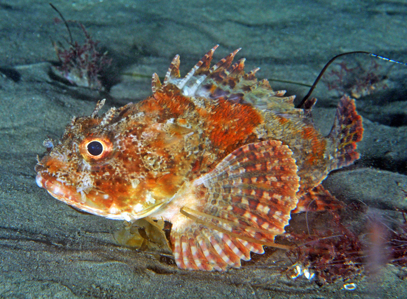 Scorpionfish 7688882520 o