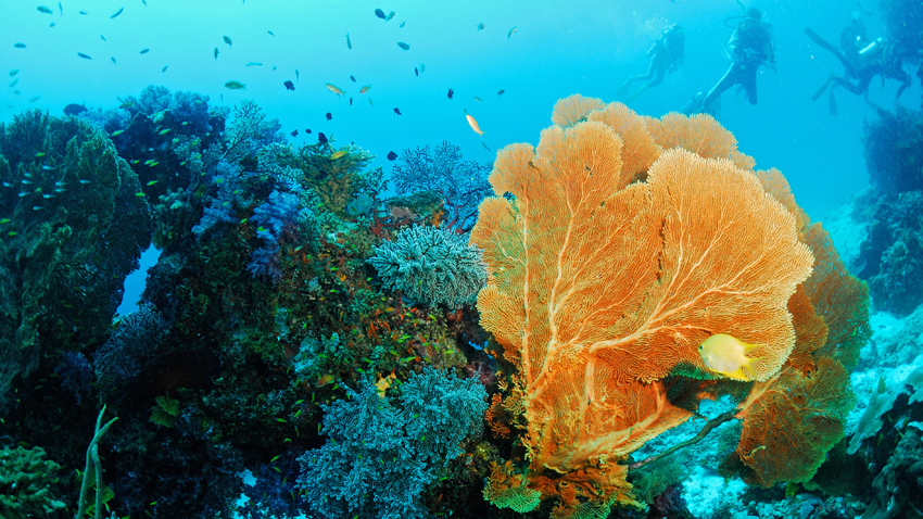 coral gardens similan national park thailand