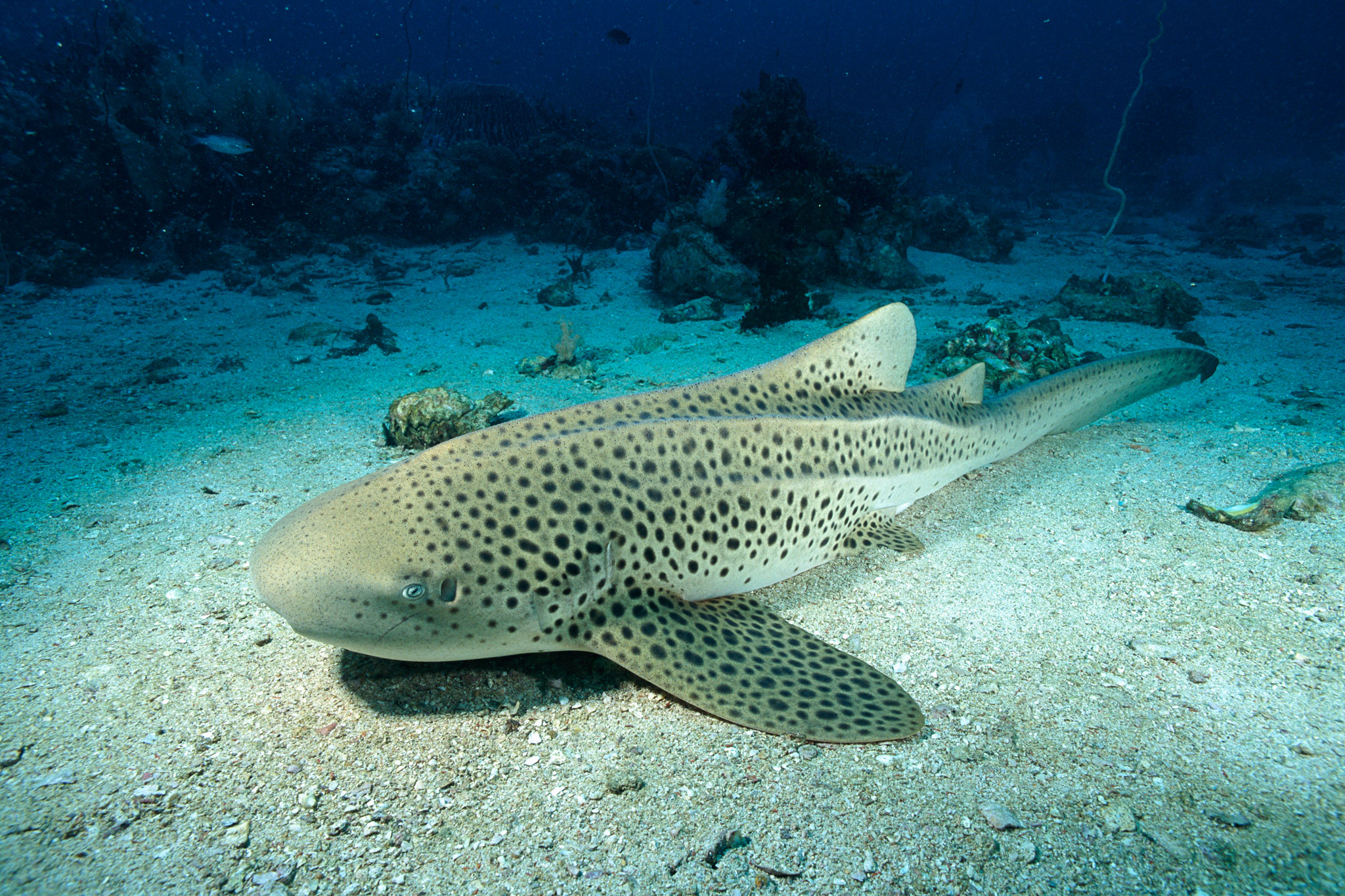 leopard sharks 1