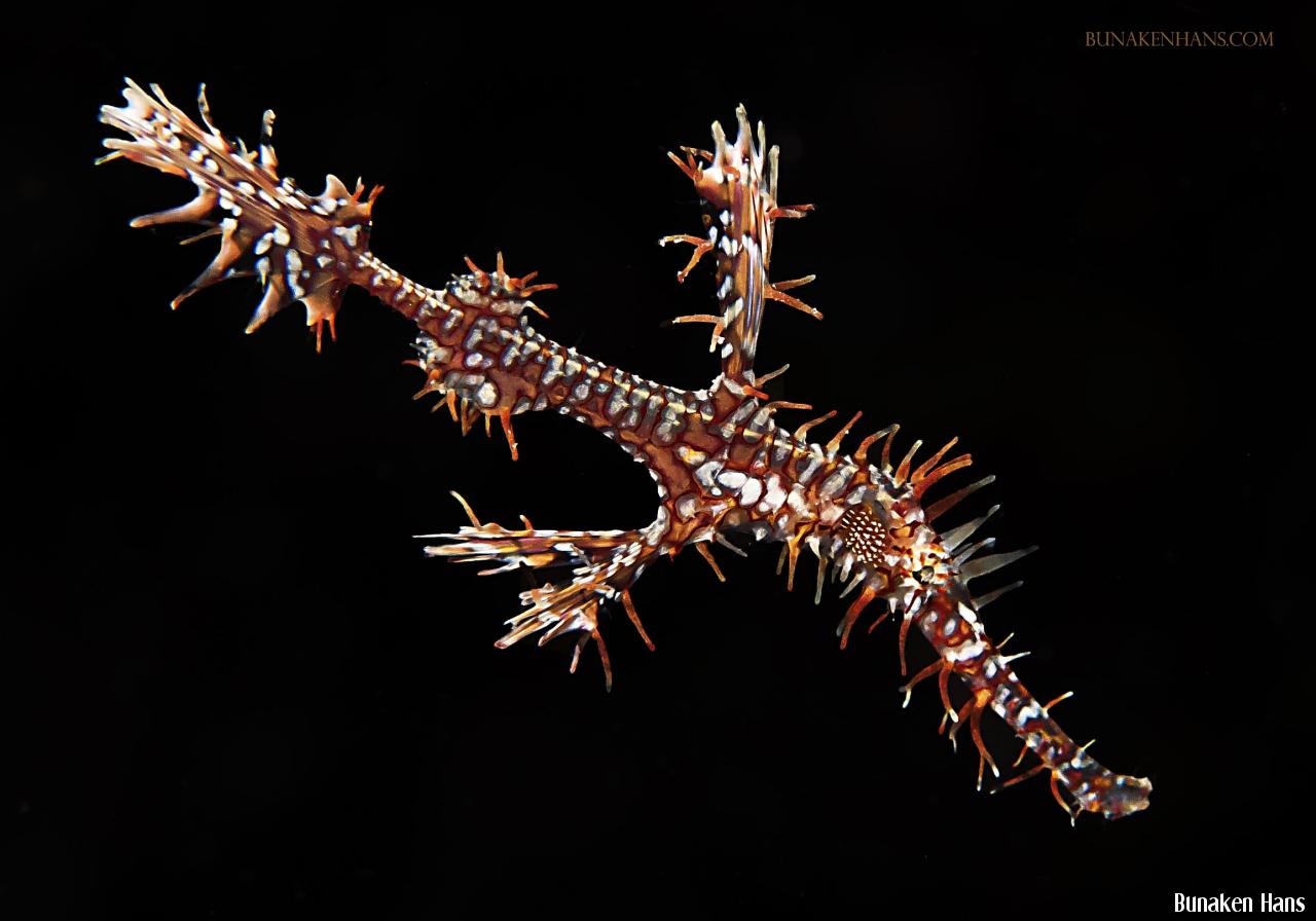 ornate ghost pipefish1