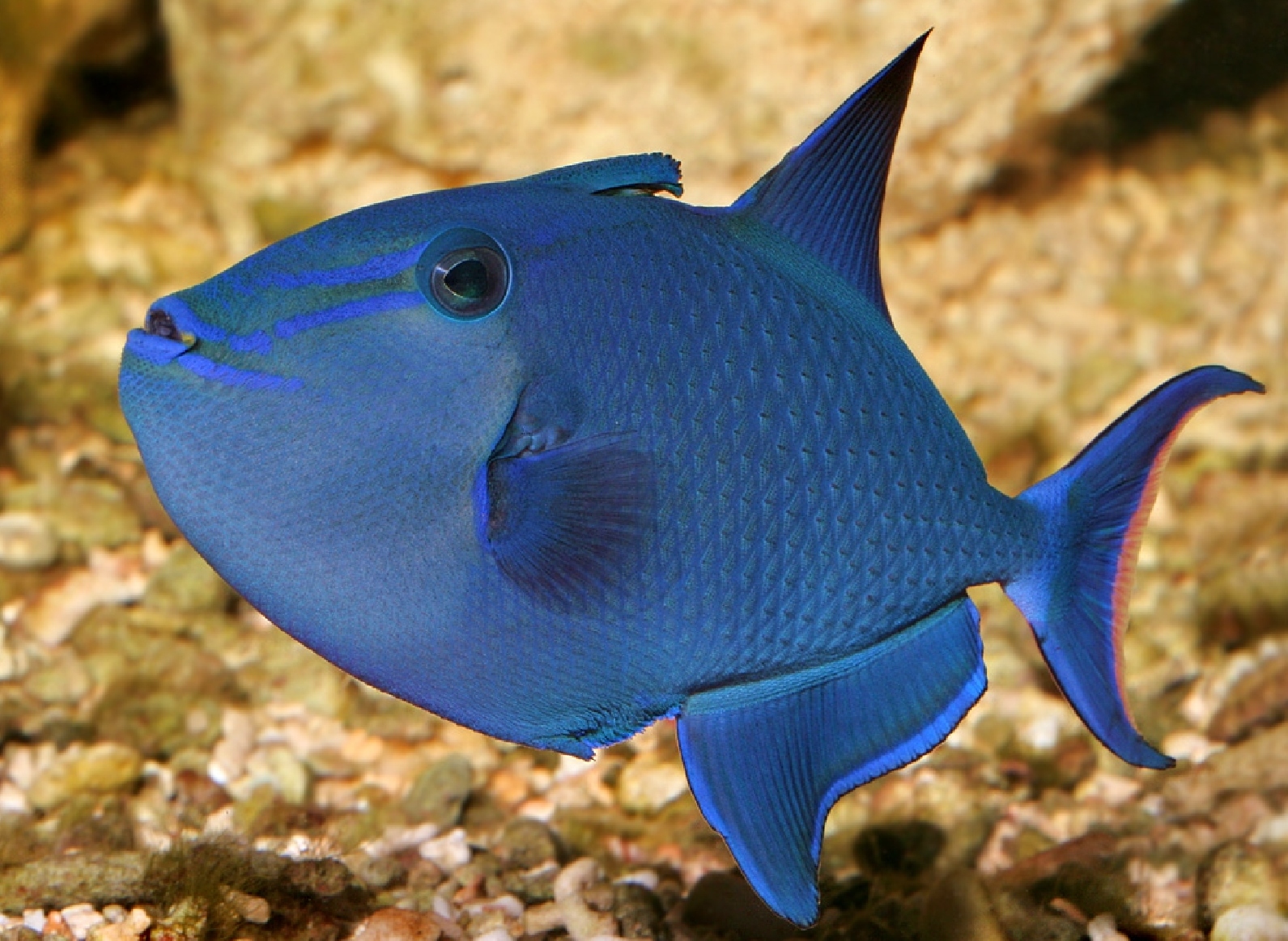 redtoothed triggerfish 1