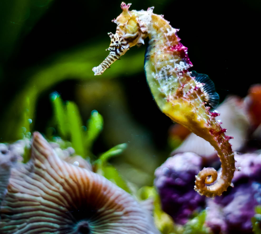 Rainbow colored seahorse