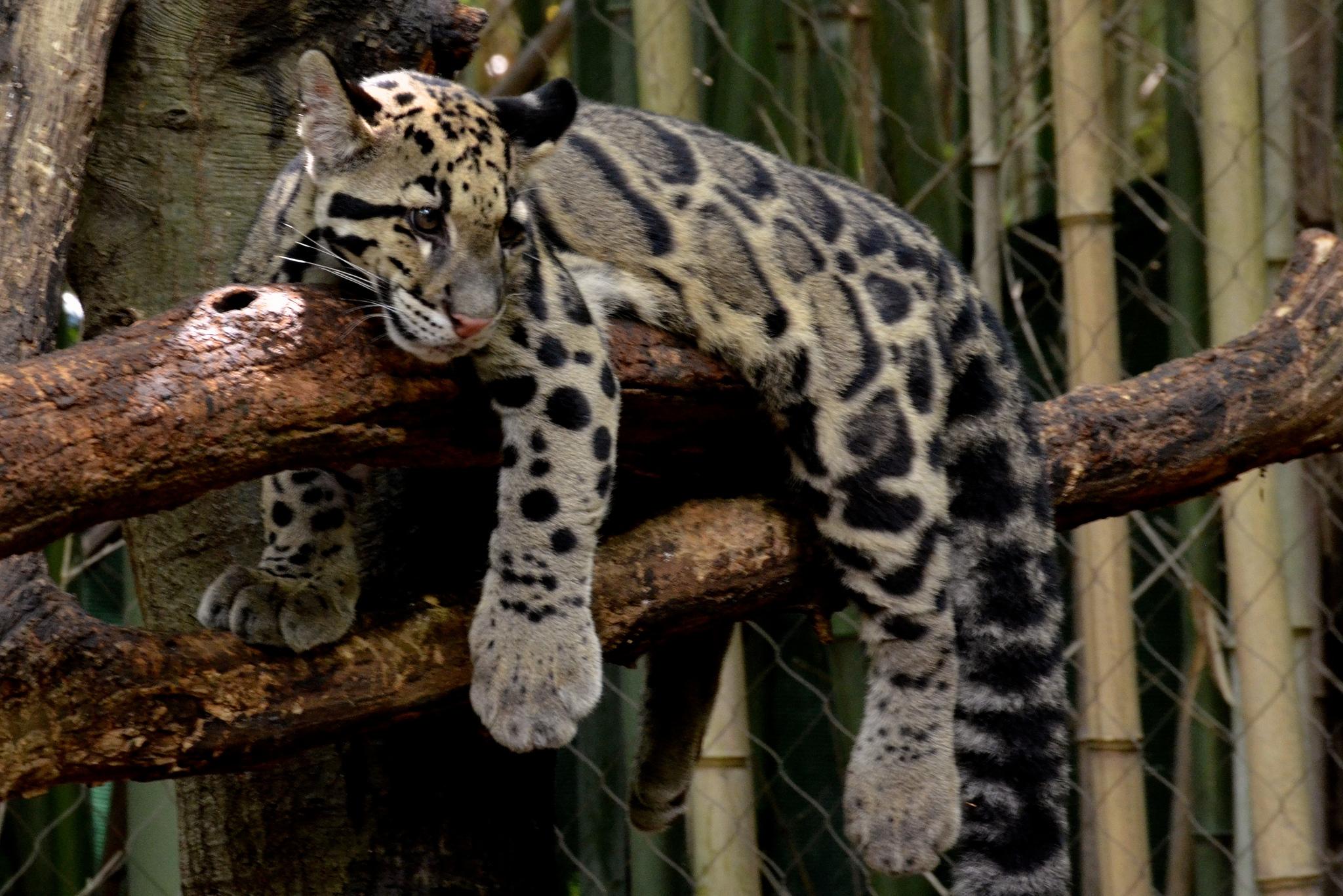 clouded leopard 9