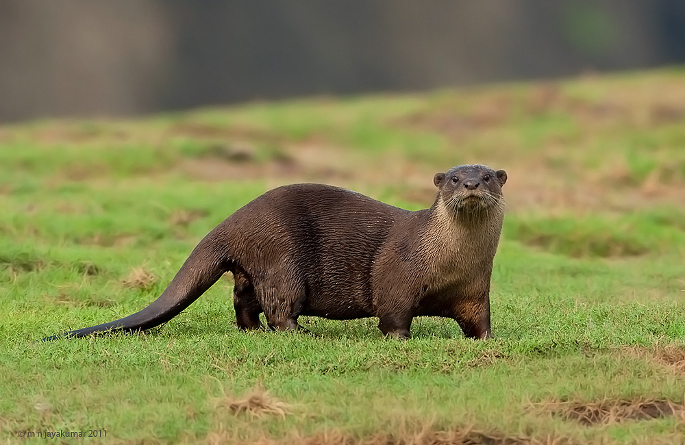 Smooth Coated Otter