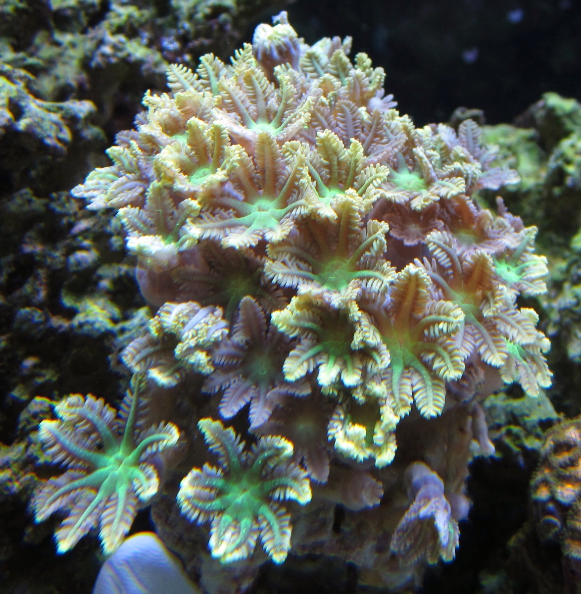 tree coral original
