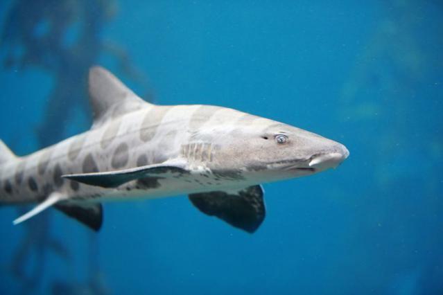 leopard shark triakis semifasciata 640x426