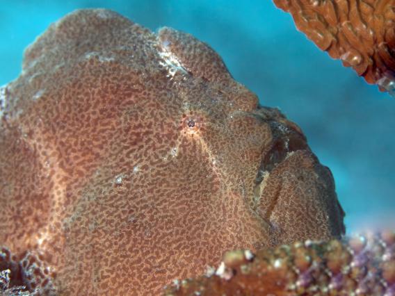 commersons frogfish antennarius commerson 640x426