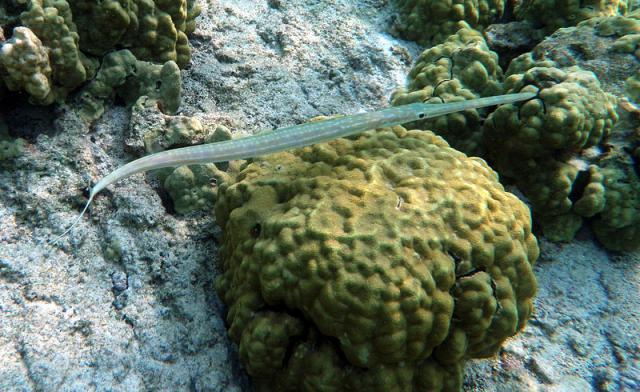 cornetfish in kona hawaii 640x426