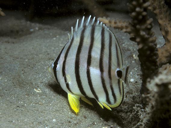 eightband butterflyfish 640x426