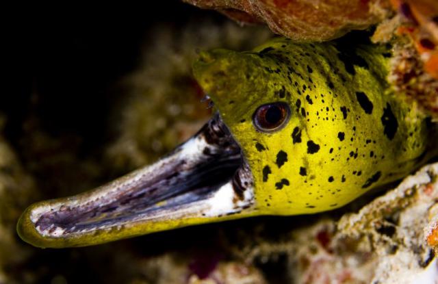 gymnothorax fimbriatus fimbriated moray 640x426