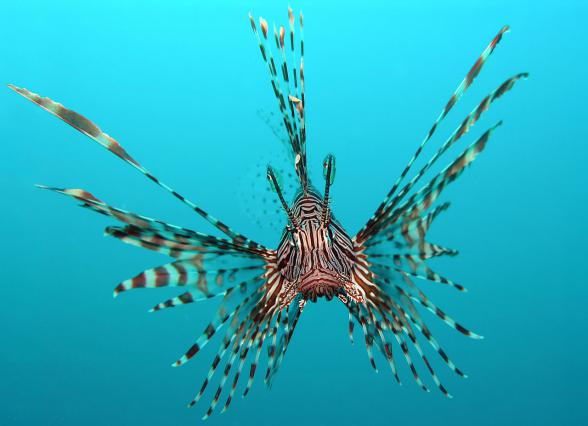 red lionfish pterois volitans 640x426