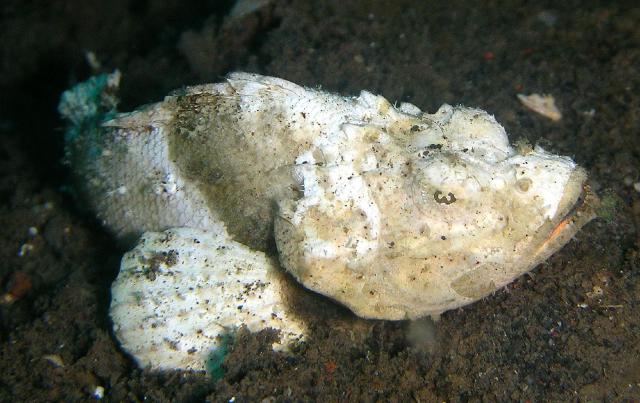 scorpaenopsis diabolus false stonefish 2 640x426