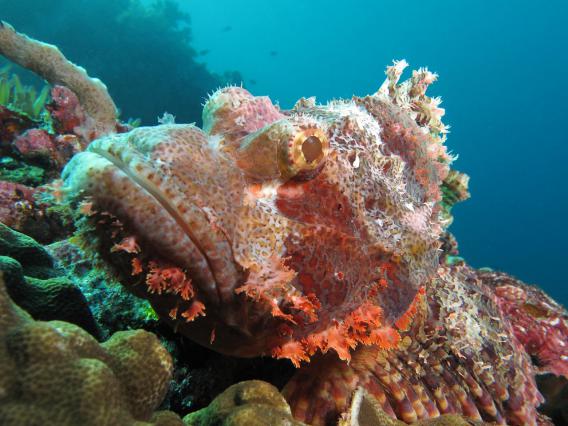tassled scorpionfish 2 640x426