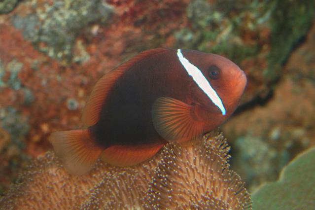 tomato clownfish amphiprion frenatus 640x426