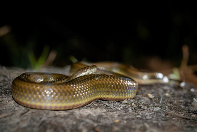 enhydris enhydris rainbow water snake 640x426