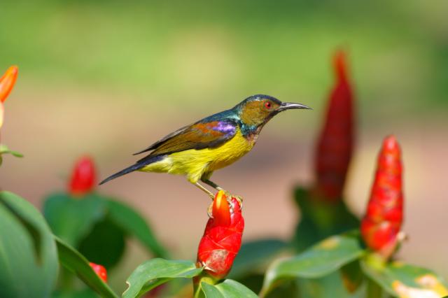 brown throated sunbird anthreptes malacensis 640x426