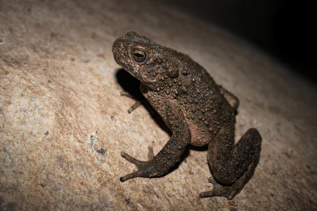 river toad